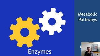 Metabolic Pathways Section 2 Enzymes [upl. by Noble]