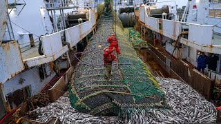 Europeans Fishermen Use Robots to Catch Hundreds of Tons of Fish This Way  Purse seine fishing [upl. by Zanas]