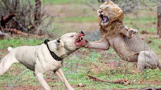 You Wont Believe A Dog Can Kill a Lion  Dog vs Lion [upl. by Zacek]