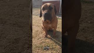 Real Boerboels  Big Boerboel Mum [upl. by Duke]