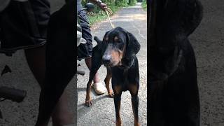 കൊണ്ട് കളഞ്ഞവൻ സുഖമായി ഉറങ്ങട്ടെ doberman dog viral rescuedog kerala [upl. by Paloma]