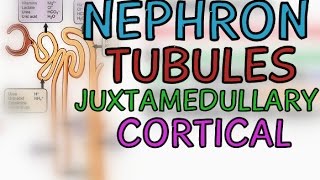 The Nephron Tubule of the Kidney  Cortical and Juxtamedullary Nephrons [upl. by Tonneson]