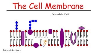 The Cell Membrane [upl. by Eadas]