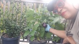 Replanting sweet peasStaking an eggplant [upl. by Fancie153]