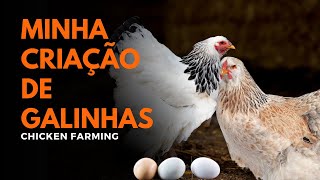 Criando Galinhas no Quintal Guia Rápido e Prático 🐔🌿 [upl. by Lleret280]