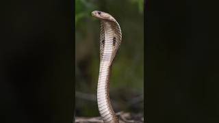 General knowledge snake animals snake horse catshorts [upl. by Eynaffit721]