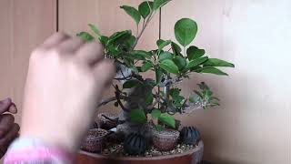 Trabajo de mi mejor bonsai manzano Parte 1 Disfrutabonsai [upl. by Powell631]