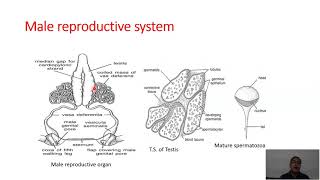 Reproductive system in Palaemon Prawn [upl. by Thisbe]