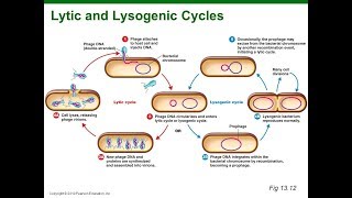 Virus Lysogenic Cycle Animation HD [upl. by Felicidad]