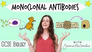 Monoclonal Antibodies  GCSE Biology Revision for 2020 [upl. by Jemmie]