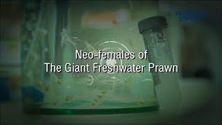 Neofemales of The Giant Freshwater Prawn  Research Impact [upl. by Lowney]