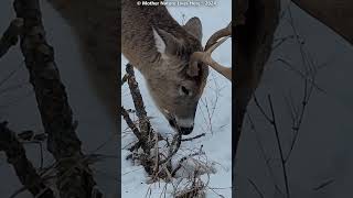 Whitetailed deer with winter twig treat XXI deer venados whitetaildeer buck ciervo [upl. by Dinnie]