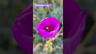 Bendecid calandrinia nature flores naturelovers diostehablaescuchalo [upl. by Ettennahs]