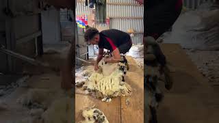 Shearing a sheep in 60 seconds [upl. by Thebault]