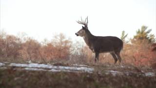 Whitetail Rut Three Things You Need to Know [upl. by Rentsch]