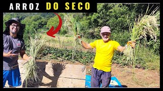 ✅ Melhor Jeito COLHEITA do ARROZ do SECO ou SEQUEIRO [upl. by Eizzik942]