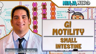 Gastrointestinal  GI Motility of the Small Intestine [upl. by Velda876]