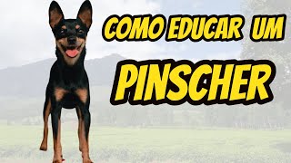 Como adestrar um Pinscher Aprenda como adestrar um filhote de Pinscher [upl. by Hairas]