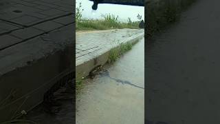 Prevent Flood Rain On Street Road unclog culvert drain shorts [upl. by Flin567]