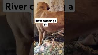 River stalking a fly [upl. by Aicilav]