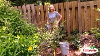 Pruning Hardy Fuchsias [upl. by Arretnahs]