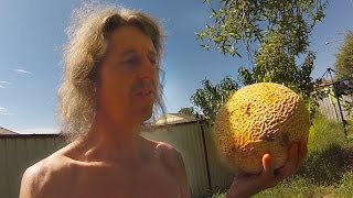 When To Pick Rockmelon aka Cantaloupe [upl. by Cathie]