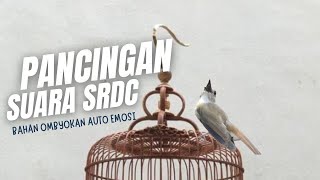 PEMANCING SRDC BAHAN RAWATAN AGAR CEPAT EMOSI BONGKAR MATERI [upl. by Atiuqam]