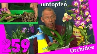 Orchidee umtopfen und vermehren Dendrobium nobile berry oda [upl. by Ahsaek9]