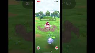 Shiny Zigzagoon 100iv 100ivshinypokemon pokemon 100ivshiny augmentedrealitygame [upl. by Arv500]