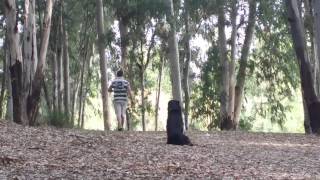 Adiestramiento rottweiler [upl. by Almeta]