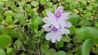 how to reproduce water hyacinth [upl. by Alphard225]