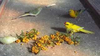 Kakariki and red rumped on pyracantha [upl. by Buonomo]