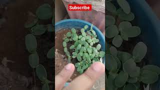 Terrace garden tips trending viralplant shorts shortvideonaturetips [upl. by Arag]