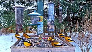 Evening Grosbeaks Forage In The Snow  Ontario FeederWatch Cam – Nov 22 2021 [upl. by Cantu363]