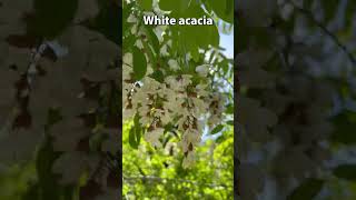 Robinia pseudoacacia is a droughtresistant tree of the Robinia genus of the Legume family [upl. by Aruasi377]