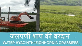 jalparni vanaspati  jalkumbhi जलपर्णी वनस्पती water hyacinth floating JCB  जलपर्णी शाप की वरदान [upl. by Bihas]