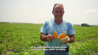 Conoce al productor  Melones Franceses [upl. by Nashom531]