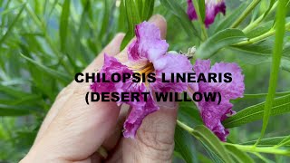 Chilopsis linearis Desert Willow [upl. by Argyres]