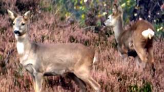 Reeën op de Brunssummerheide 1 [upl. by Laban]