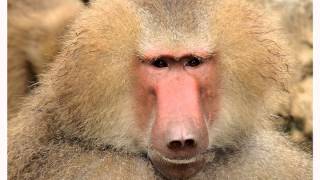 Its a ba ba ba baboon [upl. by Seale]