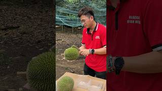 Popular Durian Unboxing Mater in Malacca Malaysia  Fruit Cutting Skills [upl. by Anier]