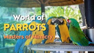 The Enchanting World of Parrots  Masters of Mimicry and Kaleidoscopic Vision [upl. by Chariot]