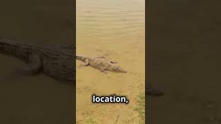 The differences between crocodiles and alligators in this informative video [upl. by Llenyar]