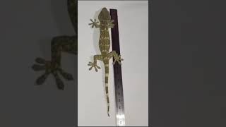 geckoমুরগীপাtokaysreemangalpleasechannelonelikesharesubscribepleaseEp657 [upl. by Sanfred]