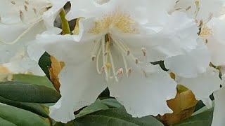 A White Rhododendron [upl. by Willem]