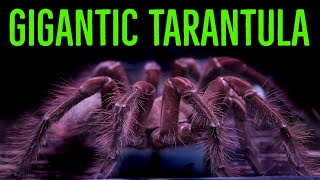 Goliath Birdeater Theraphosa blondistirmiapophysis Care amp Husbandry [upl. by Riay]