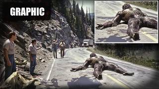 SASQUATCH ROADKILL  Giant Bigfoot Creature Hit By Semi Truck At 70 MPH  bigfoot 2024 [upl. by Bloxberg]