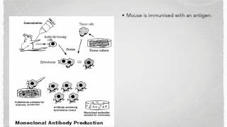 A level S7 Monoclonal antibodies Ms Cooper [upl. by Nerw]