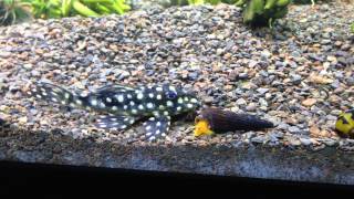 Snowball pleco and an orange rabbit snail [upl. by Andriette]