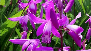 The hardy Chinese ground orchid Bletilla striata [upl. by Halsy441]